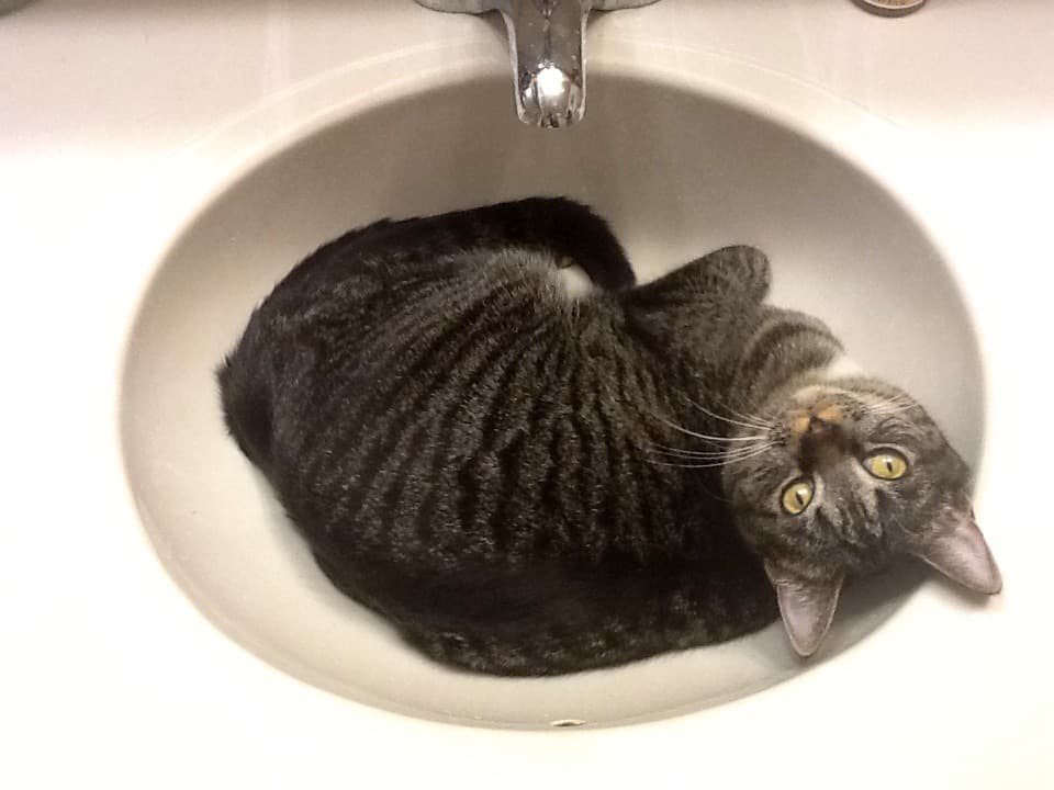 Mora, Gata doméstica en adopción