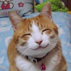 Olivia, Gata carey en adopción