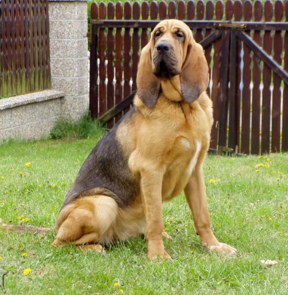 Arenita, Perra nortina en adopción